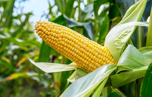 1650770444905016.png image.png